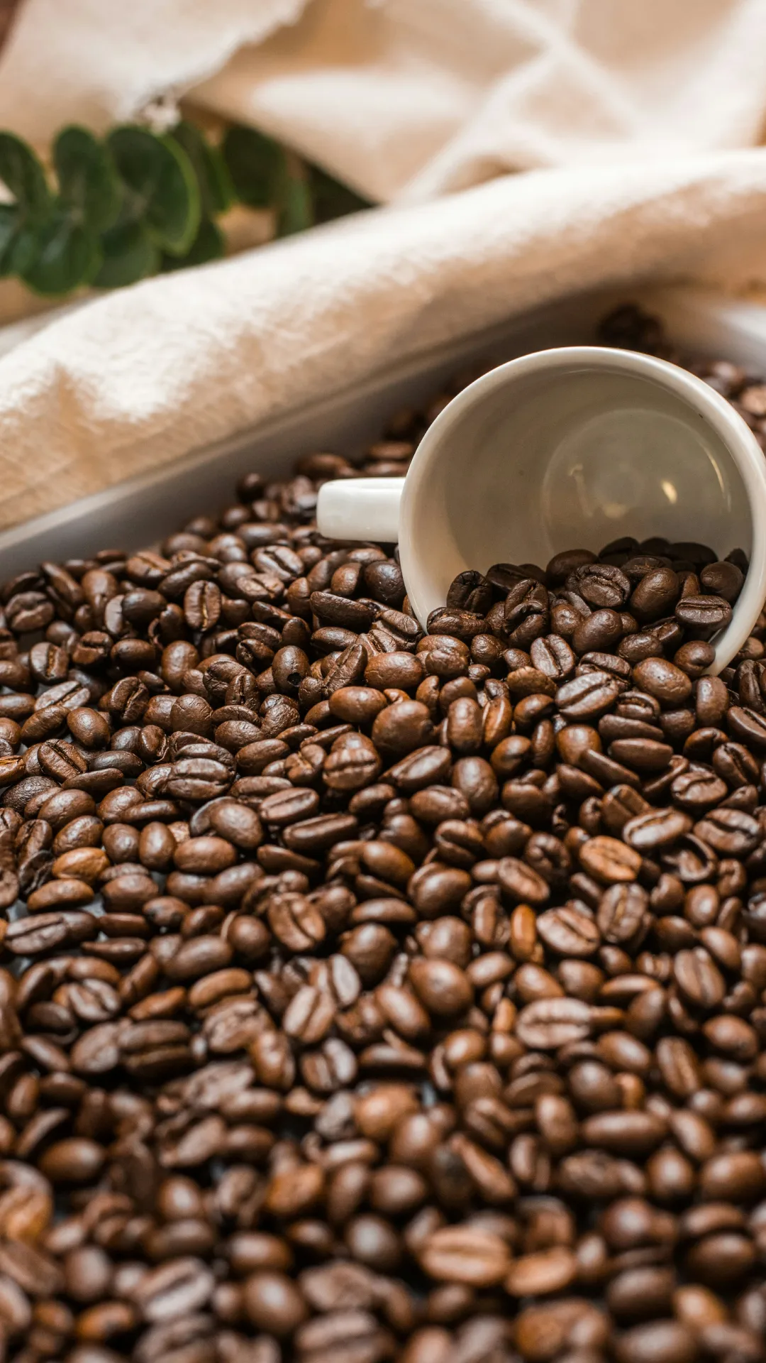 kopi2