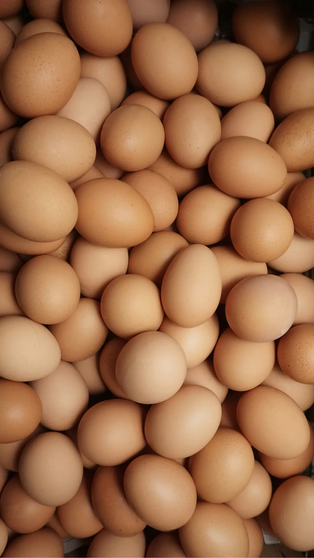 telur